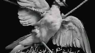 Sad Lines
