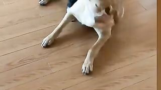 Dog video