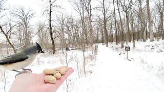 Hand-feeding Birds in Slow Mo - Blue Jay, Tufted Titmice,. 2023