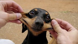 Funniest Animals Ever - Awesome Funny Animals' Life Videos - Funniest Pets Part 8