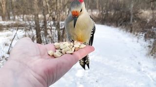 Hand-feeding Birds in Slow Mo. 2023