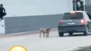 Funniest Dogs And Cats Ever - Best Funny Animal Videos