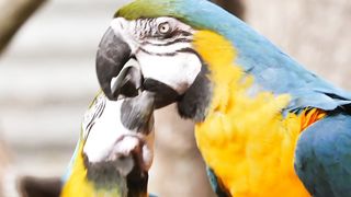Birds/share food/video