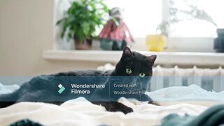 cats video