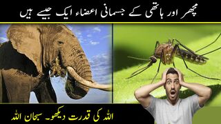 Hathi or mashar k mtalik hakaik | Subhan Allah