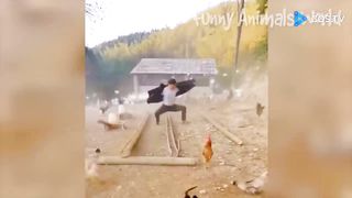 Funny cats and dogs video compilation