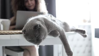Funny cute Cats/11
