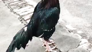 Mianwali aseel