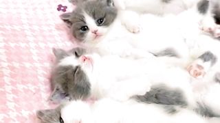 Cute cats baby ????????