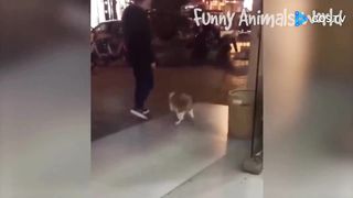 Funny cats and dogs video compilation