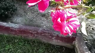 Phoolmy