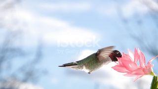 Flying/lovely/nature/birds/videi