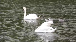 Duck/birds/sea/video/lovely/video