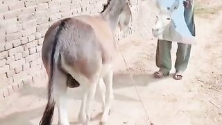 # funny donky