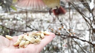 Newsflash! We have another female Northern Cardinal