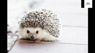 cute baby