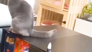 Human loves pets