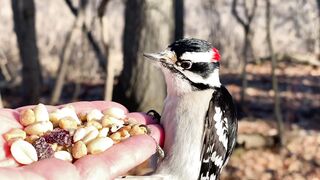 Tufted Titmice, a male Downy Woodpecker, and a White-breasted Nuthatch visit the Hand of Snacks.