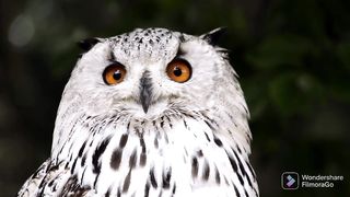 Owl nature