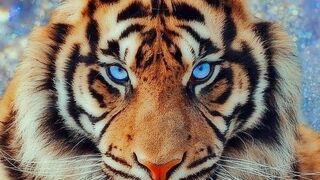 Animais engraçados,tigre.