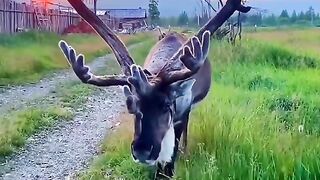 animal is beatufull