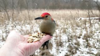 Hand-feeding Birds in Slow Mo - Red-bellied Woodpecker.2023