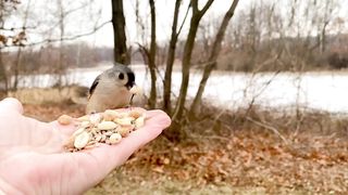 Soon after starting my walk I was greeted by the Queen, a Northern Cardinal. She flew up to me and s…