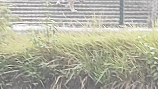 #royal bengal Tiger