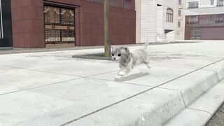 Cat Playing.Cat Playing Shell Game,Funny cats.