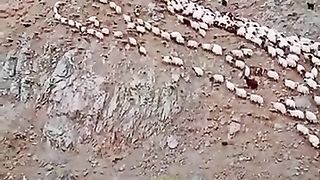 Sheep