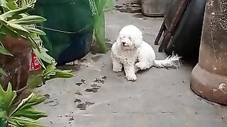 Procurando meus irmãos gatos