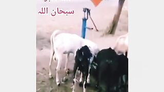 اگر کافر الله کو نہیں مانتے ..... پلیز اشتہار پر کلک کریں شکریہ