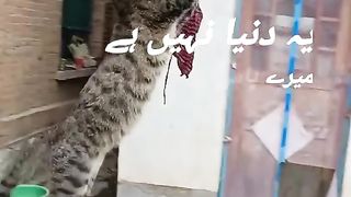 میرے پاس تم ہو