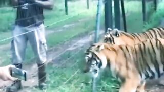 Tiger_vs_The_King