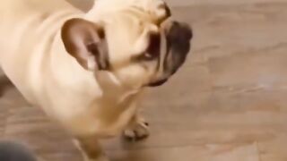 Dog funny videos