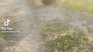 Desi dance  village