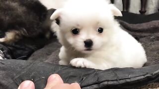 Take care of a cute  puppy learning to eat. For the first time
