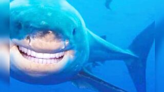 Shake Smile