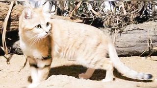 Kucing Padang Pasir Arab