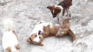 Baby dogs ♥︎‿♥︎ cut and funny Dog