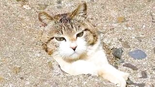 Kucing jalanan di japan