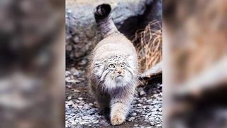 Pallas Cat Cute Cats