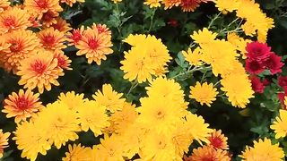 Exclusive First Look at FLOWER GARDEN