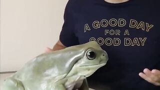 My big frog. #whitestreefrog #GiantFrog #Amphibian #Huge #Comedy #vfx #editor #petfrogforbeginner.