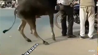Funny laugh funny and crazy laugh ever_2023_video