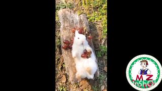 Funny Cats Funniest cats Cute cats Funny animals(1080p)