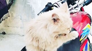 Persian cat