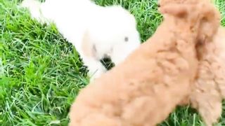 funny and cute dogs pomeranian puppies