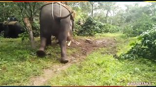 The use  of elephant
