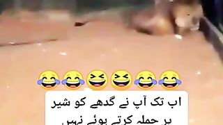 Donkey atock the lion # latest funny video 2022